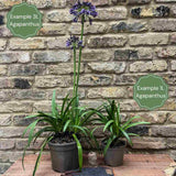 Agapanthus 'Sweet Surprise' Perennial Bedding