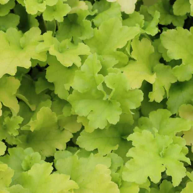 Heuchera 'Lime Marmalade' Perennial Bedding