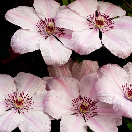 Clematis 'Pink Fantasy' Climbing Plants