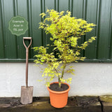 Red Japanese Maple Tree | Acer palmatum 'Red Emperor' Ornamental Trees