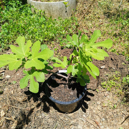 'Chelsea' Fig Tree Soft Fruit