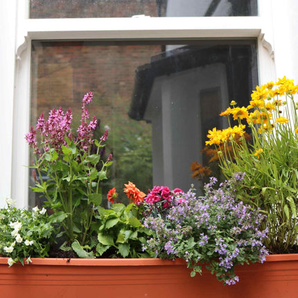 Classic Window Box Collection Perennial Bedding