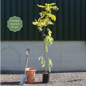 'Pink Cascade' False Acacia Tree | Robinia pseudoacacia Ornamental Trees