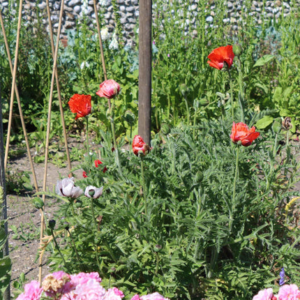 Red Poppy | Papaver Orientalis 'Beauty of Livermere' Perennial Bedding