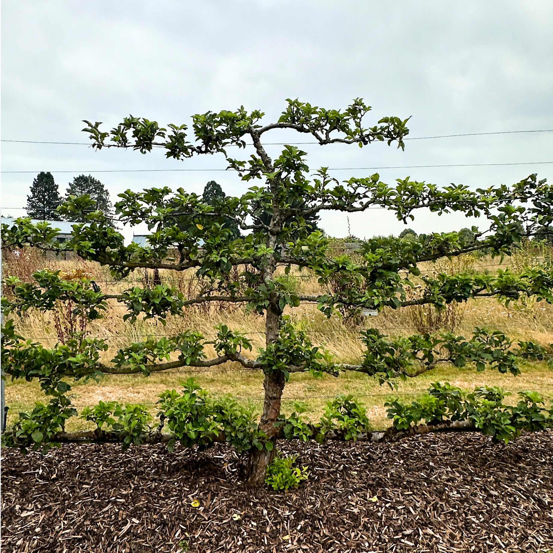 Espalier Apple Tree