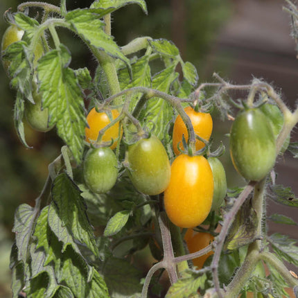 Tomato 'Peardrop' Plant Vegetables
