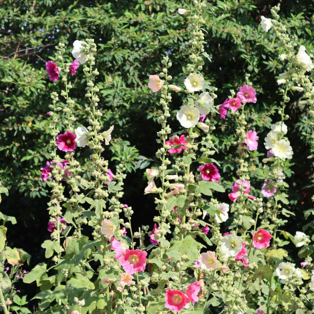 Giant Hollyhocks Collection Perennial Bedding