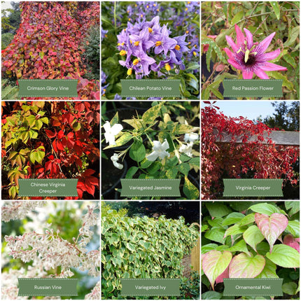 Fast Growing Climbers Collection Climbing Plants