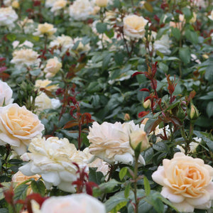 'Champagne Moment' Floribunda Rose Shrubs