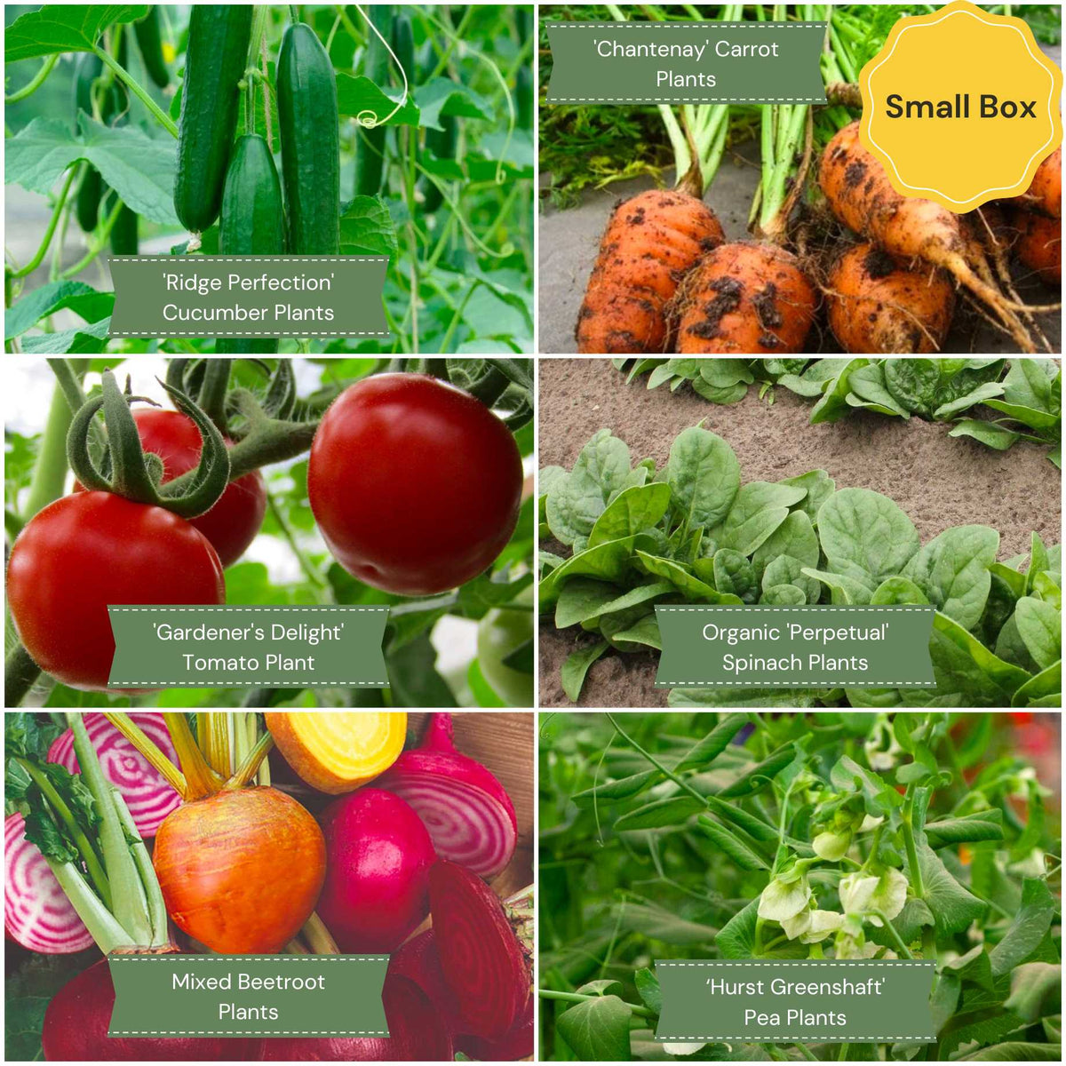 Allotment in a Box | Best Vegetables Collection - Roots Plants