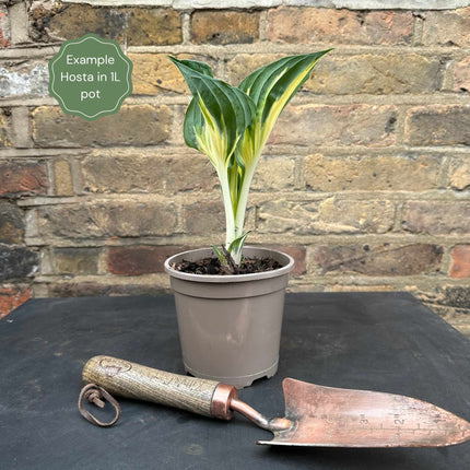 Hosta 'White Feather' Perennial Bedding