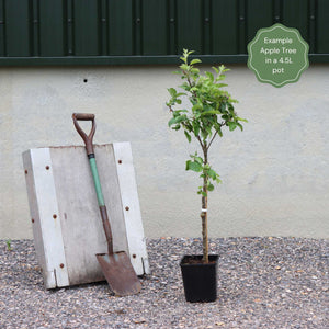 'Discovery' Semi-Dwarf Apple Tree Fruit Trees