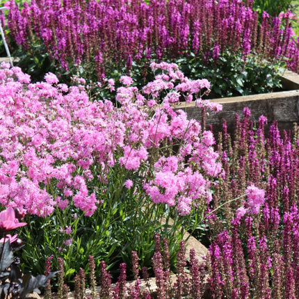 Pink & Purple Perennial Plants Collection | Flower, Foliage and Height Perennial Bedding