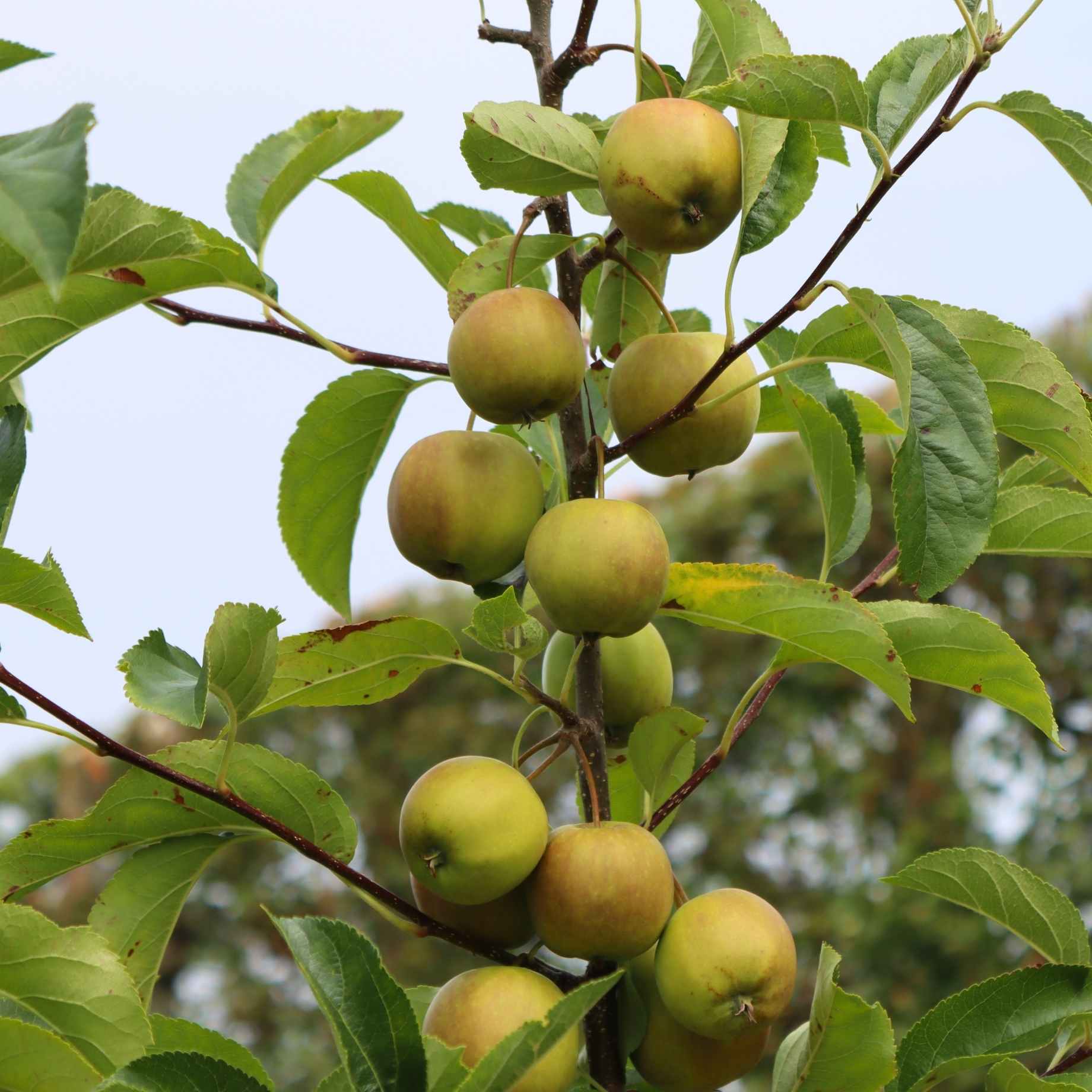 'Ashmead's Kernel' Apple Tree