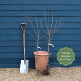 Patio Apple and Pear Trees | Perfect Partners Trained Fruit Trees