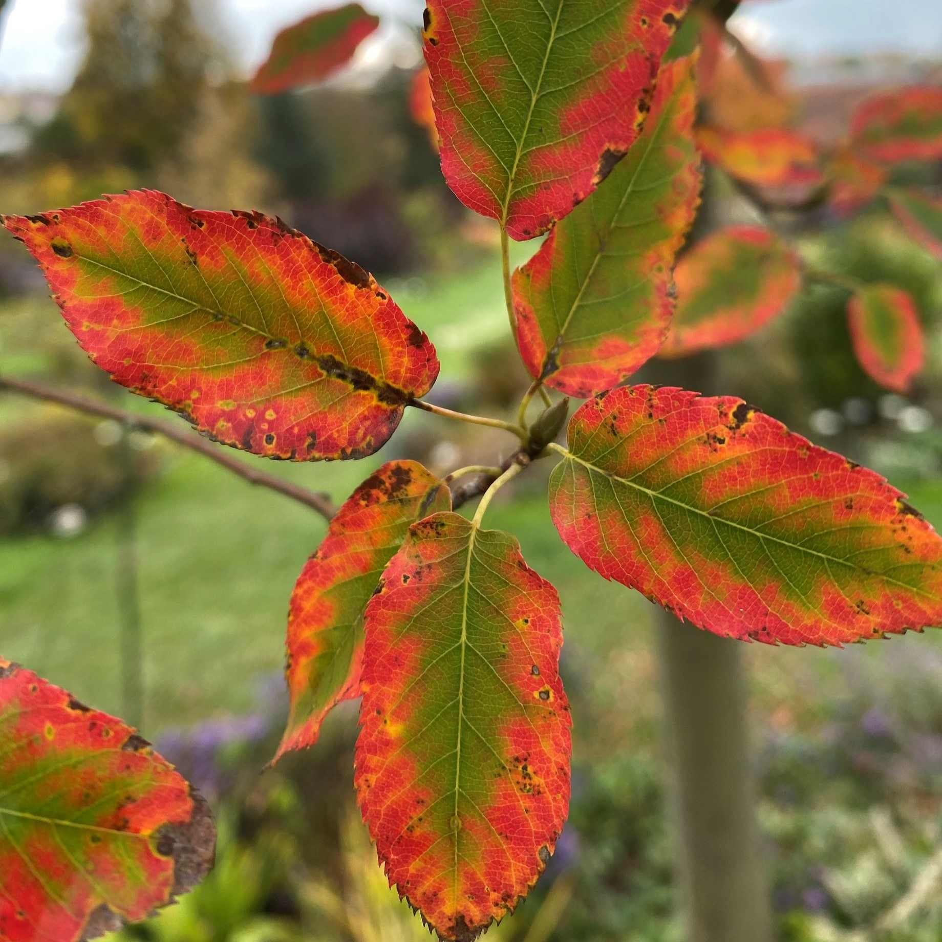 Serviceberry Tree | Amelanchier arborea 'Robin Hill'