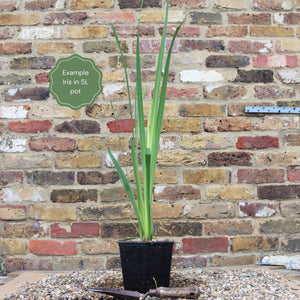 Iris pseudacorus 'Flore Pleno' Pond Plants