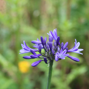 Agapanthus 'Star Quality' | 3L Perennial Bedding