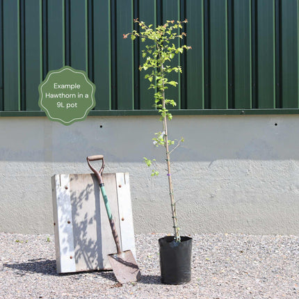 Hybrid Cockspur Hawthorn | Crataegus x lavallei 'Carrierei' Ornamental Trees