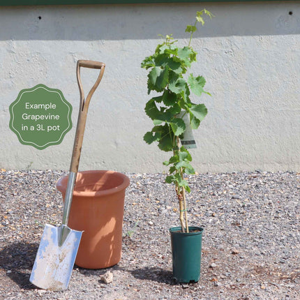 'Black Hamburgh' Indoor Grape Vine Soft Fruit