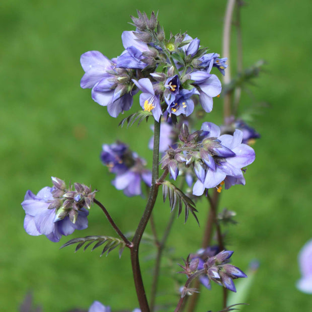 Polemonium 'Brise d'Anjou' Perennial Bedding