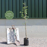 'Sheerwater Seedling' Sorbus Tree Ornamental Trees