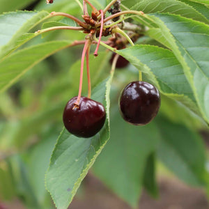 'Regina' Cherry Tree Fruit Trees