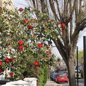 Red Camellia Japonica Plant Perennial Bedding