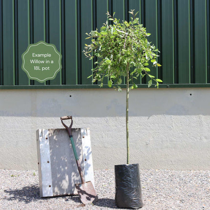 Golden Weeping Willow Tree | Salix 'Chrysocoma'