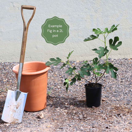 The 3 Best Fruit Trees for Small Gardens | Apple, Cherry & Fig Fruit Trees