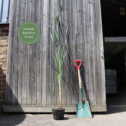 Lesser Bulrush | Typha angustifolia Pond Plants