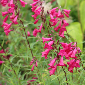 Penstemon 'Garnet' Perennial Bedding