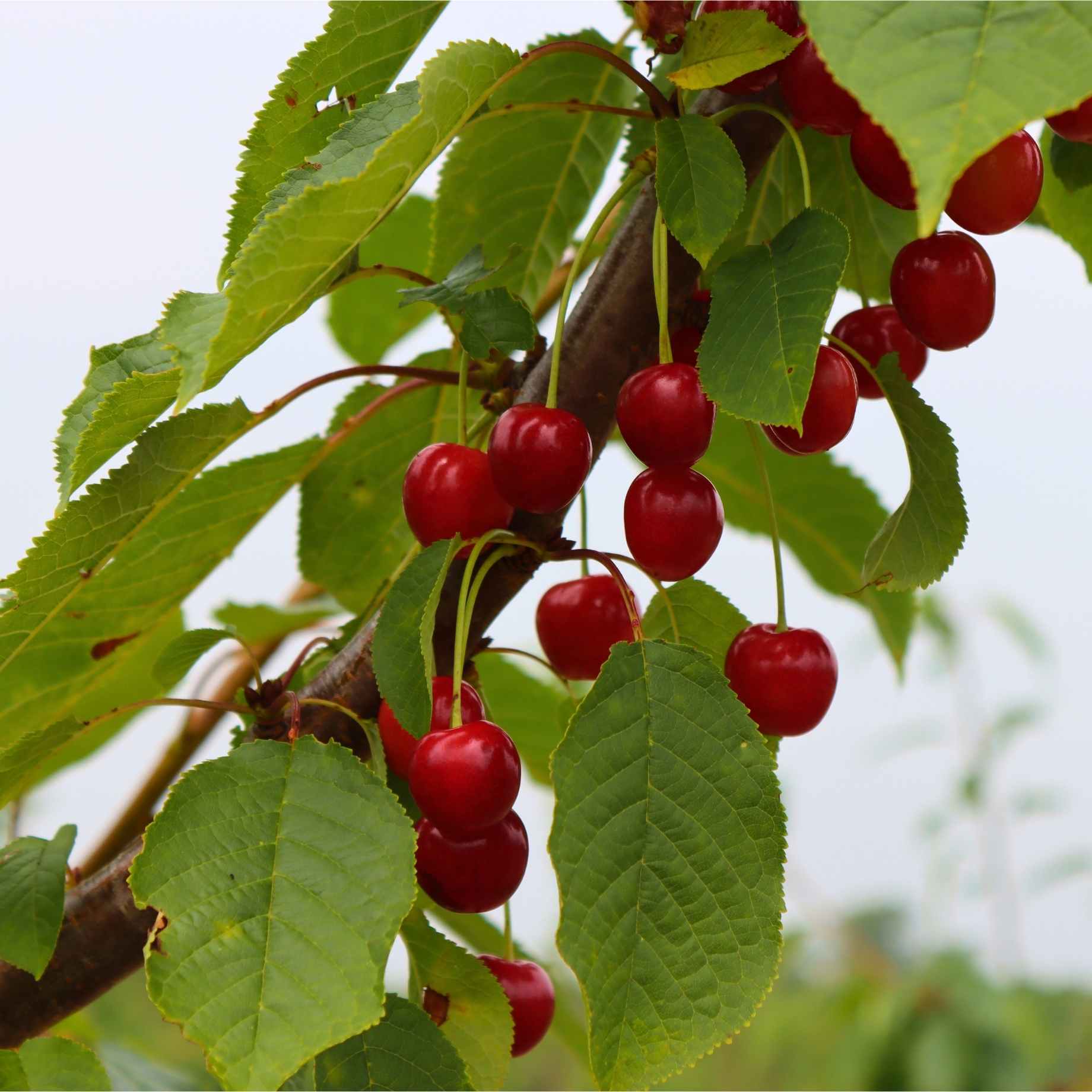 'Sweetheart' Cherry Tree