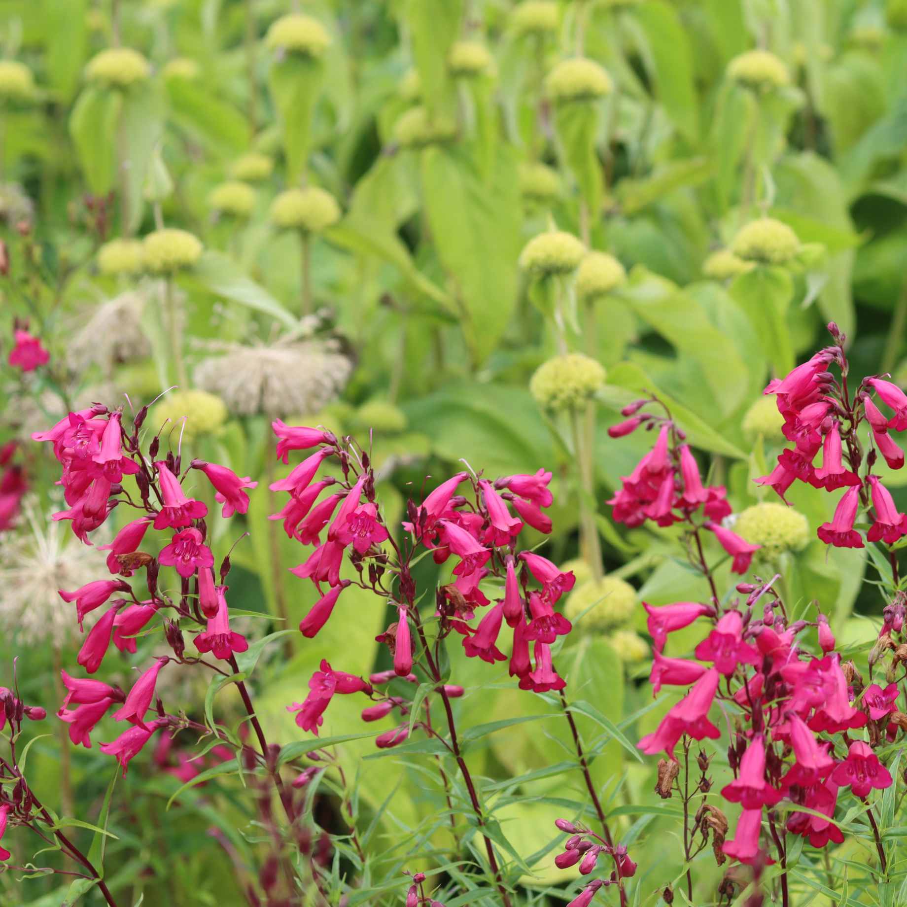 Penstemon 'Garnet'