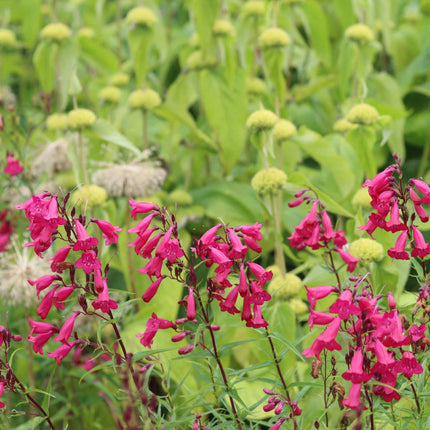 Penstemon 'Garnet' Perennial Bedding