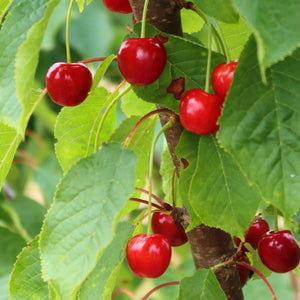 'May Duke' Cherry Tree Fruit Trees