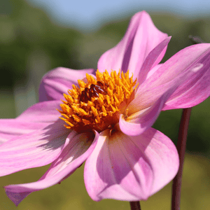 Dahlia 'Dahlegria Pink Flame' Perennial Bedding