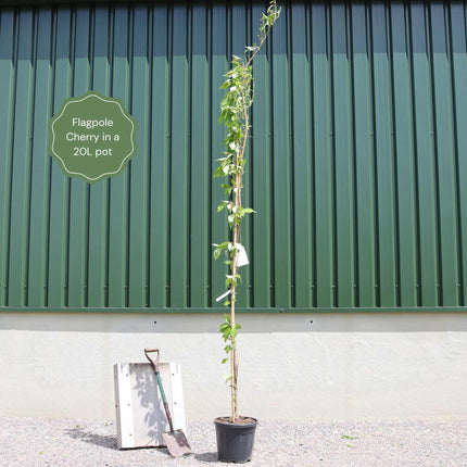 'Flagpole' Cherry Blossom Tree | Prunus Amanogawa Ornamental Trees