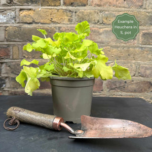 Heuchera 'Wild Rose' Perennial Bedding