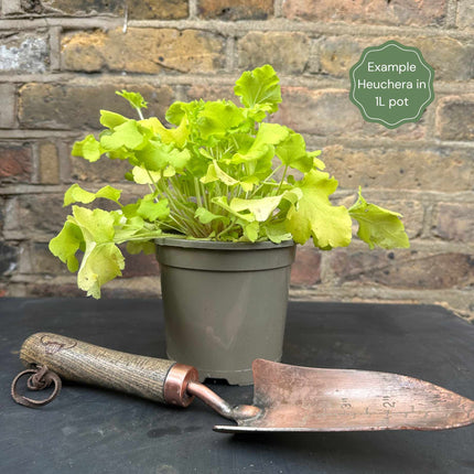 Heuchera 'Wild Rose' Perennial Bedding