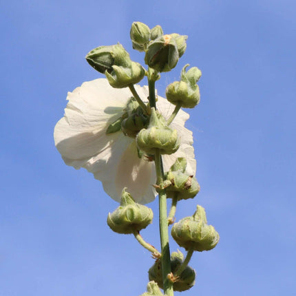 Hollyhock 'Chaters White' Perennial Bedding