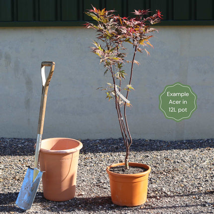 Japanese Maple Tree | Acer palmatum dissectum 'Emerald Lace' Ornamental Trees