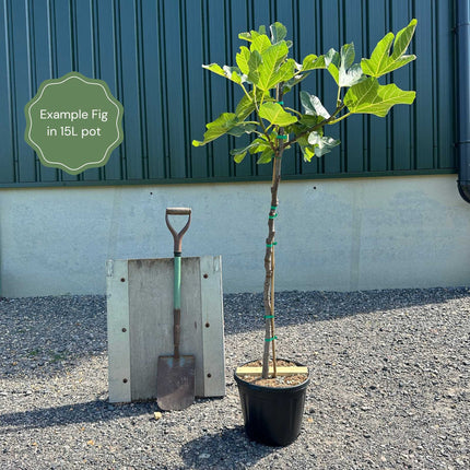 Half-Standard Fig Tree Trained Fruit Trees