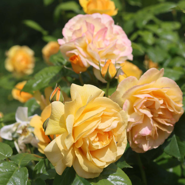 'Absolutely Fabulous' Floribunda Rose Shrubs