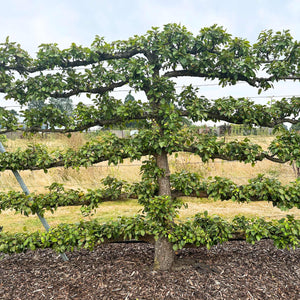 Espalier Pear Tree Trained Fruit Trees