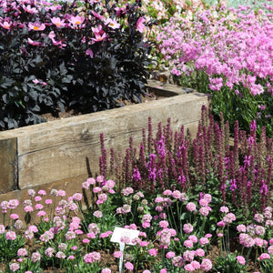 Pink & Purple Perennial Plants Collection | Flower, Foliage and Height Perennial Bedding