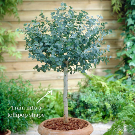 Hardy Eucalyptus Tree | Eucalyptus gunnii Ornamental Trees