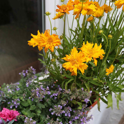 Classic Window Box Collection Perennial Bedding