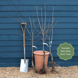 Award Winning Patio Fruit Tree Collection | Cherry, Pear & Plum Trained Fruit Trees