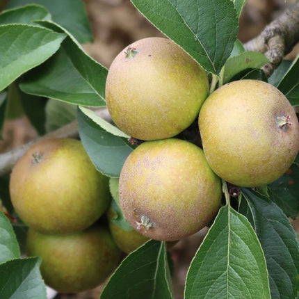 'Egremont Russet' Apple Tree Dwarfing Rootstock Fruit Trees